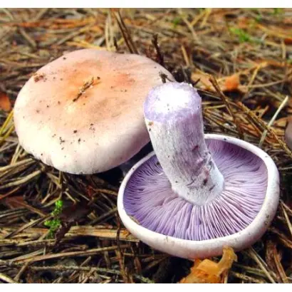 Рядовка фиолетовая