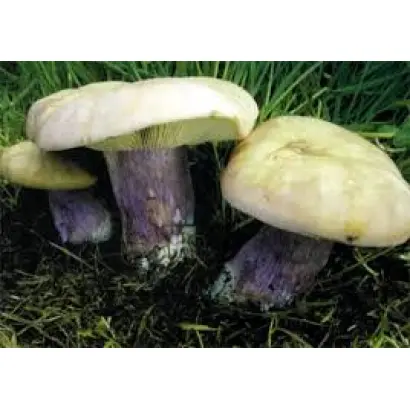 Рядовка лиловоногая