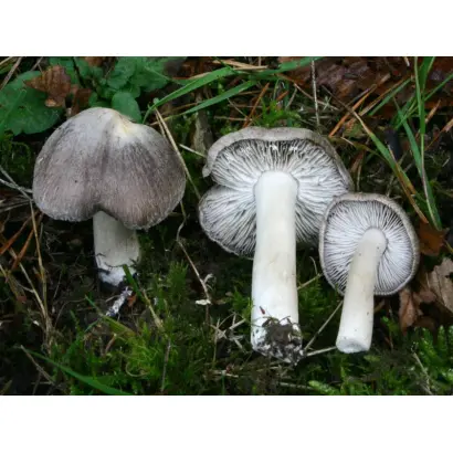 Рядовка землистая