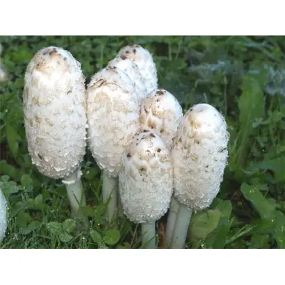 Навозник белый