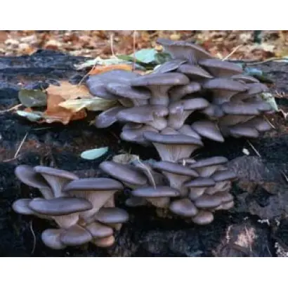 Вешенка флоридская