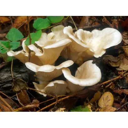 Вешенка рожковидная