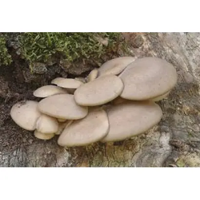 Вешенка осенняя