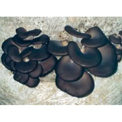 Вешенка Китайский черный