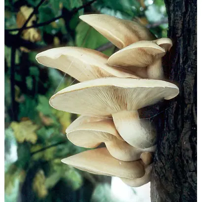 Вешенка ильмовая