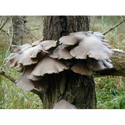 Вешенка дубовая