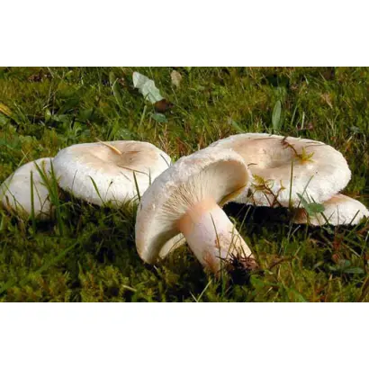 Волнушка белая