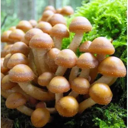 Опёнок летний