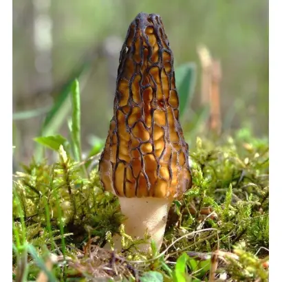 Сморчок высокий