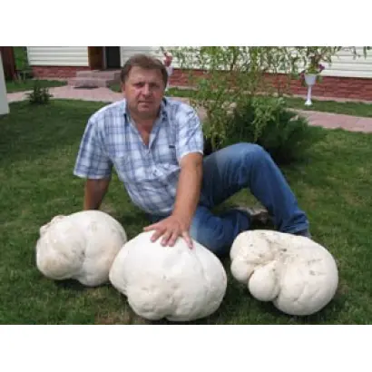 Дождевик гигантский