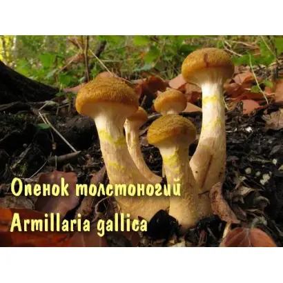 Опёнок толстоногий