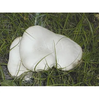 Белый степной