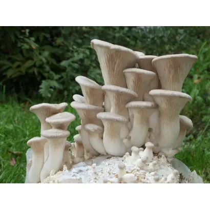 Вешенка королевская