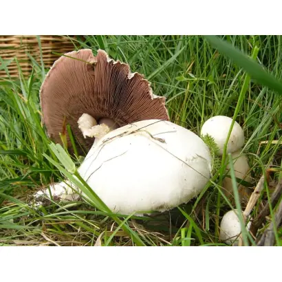 Шампиньон Полевой