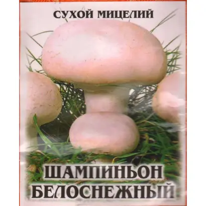 Шампиньон белоснежный