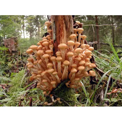 Опёнок осенний