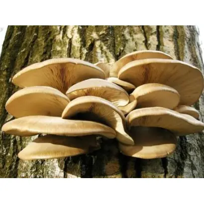 Вешенка обыкновенная