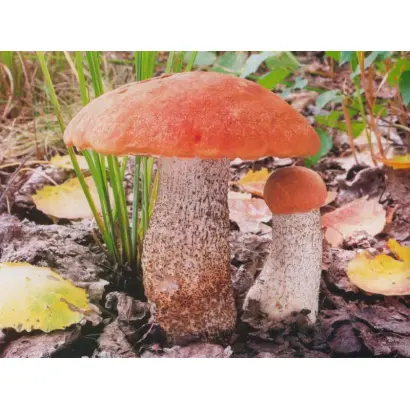 Подосиновик красный