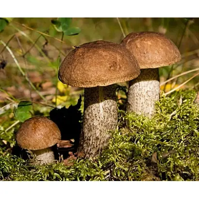 Подберезовик