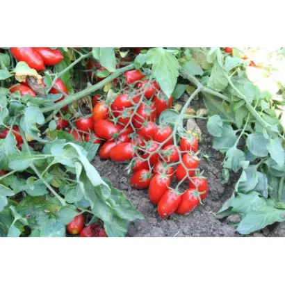 Брисколино F1