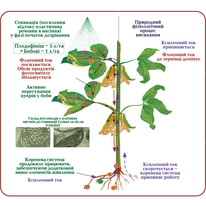 Цеовіт макро + мікро Г