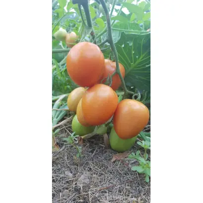 Добриво органічне збагачене «UnicumBact (УнікумБакт)