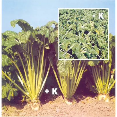 ЦЕОВІТ Макро+мікроГ