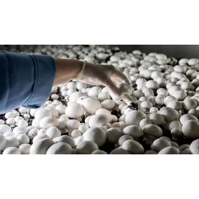 Торфовий покрив для вирощування печериць, добриво