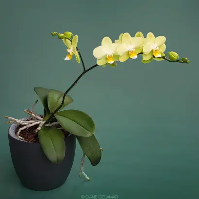 Пьюр «Орхідс»