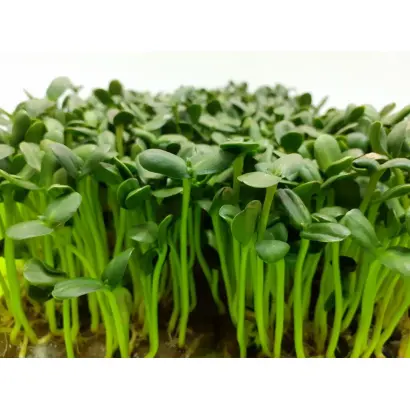 Микродобриво «Ground Pranа», р.