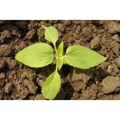 НАНОАГРІКОЛЬ