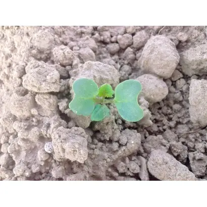 Рокогумін-рідкий