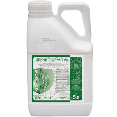 Декабрист 480