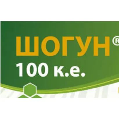 Шогун 100
