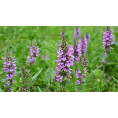 Чистець к.е.