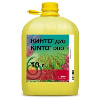 Кинто Дуо