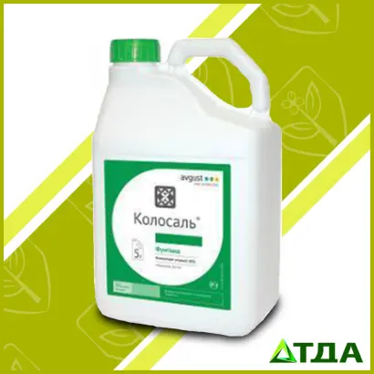 Колосаль к.е.