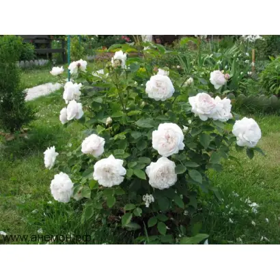 Вінчестер к.с.