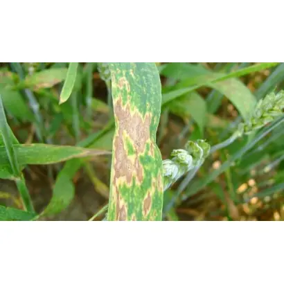 Фумазалил, РК