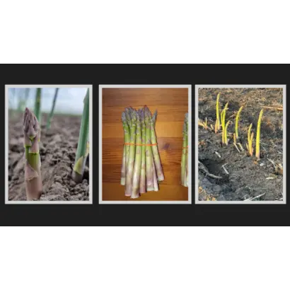 РОДОЛІТ СУПЕР