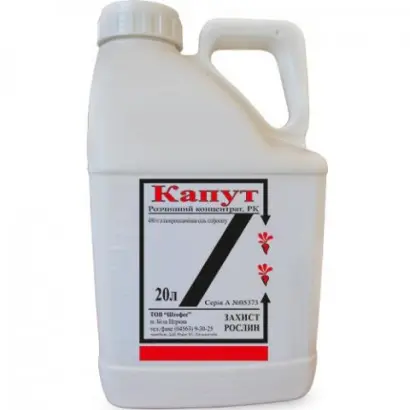 ДЕСИКАШ, РК