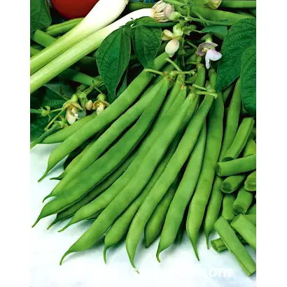 Садгорянка