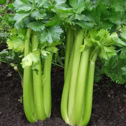 Красиловский / Красилівська