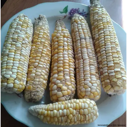 ZHY1253OZ / ЖИ1253ОЗ