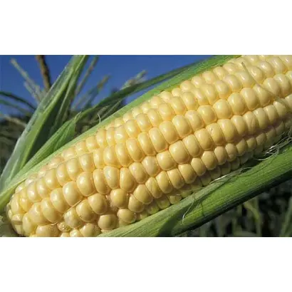 Starshine F1 / Старшайн F1