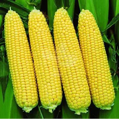 Slovjnka / Слов'янка