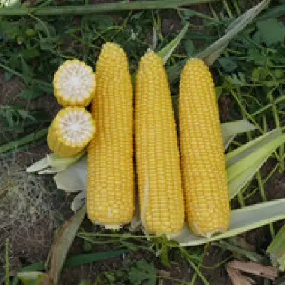 AGIRAXX / АЖІРАККС