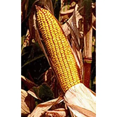 Apollon / Аполлон