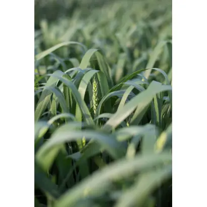 Arabella / Арабелла