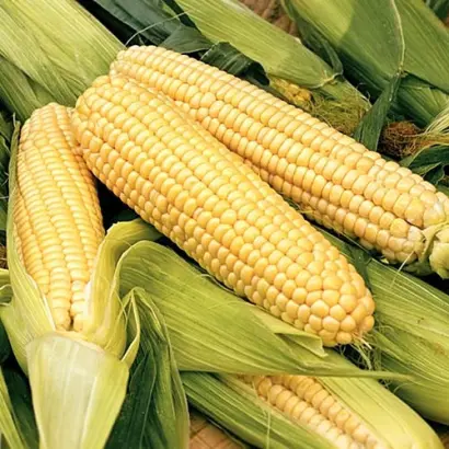 ARMILLA / АРМІЛЛА